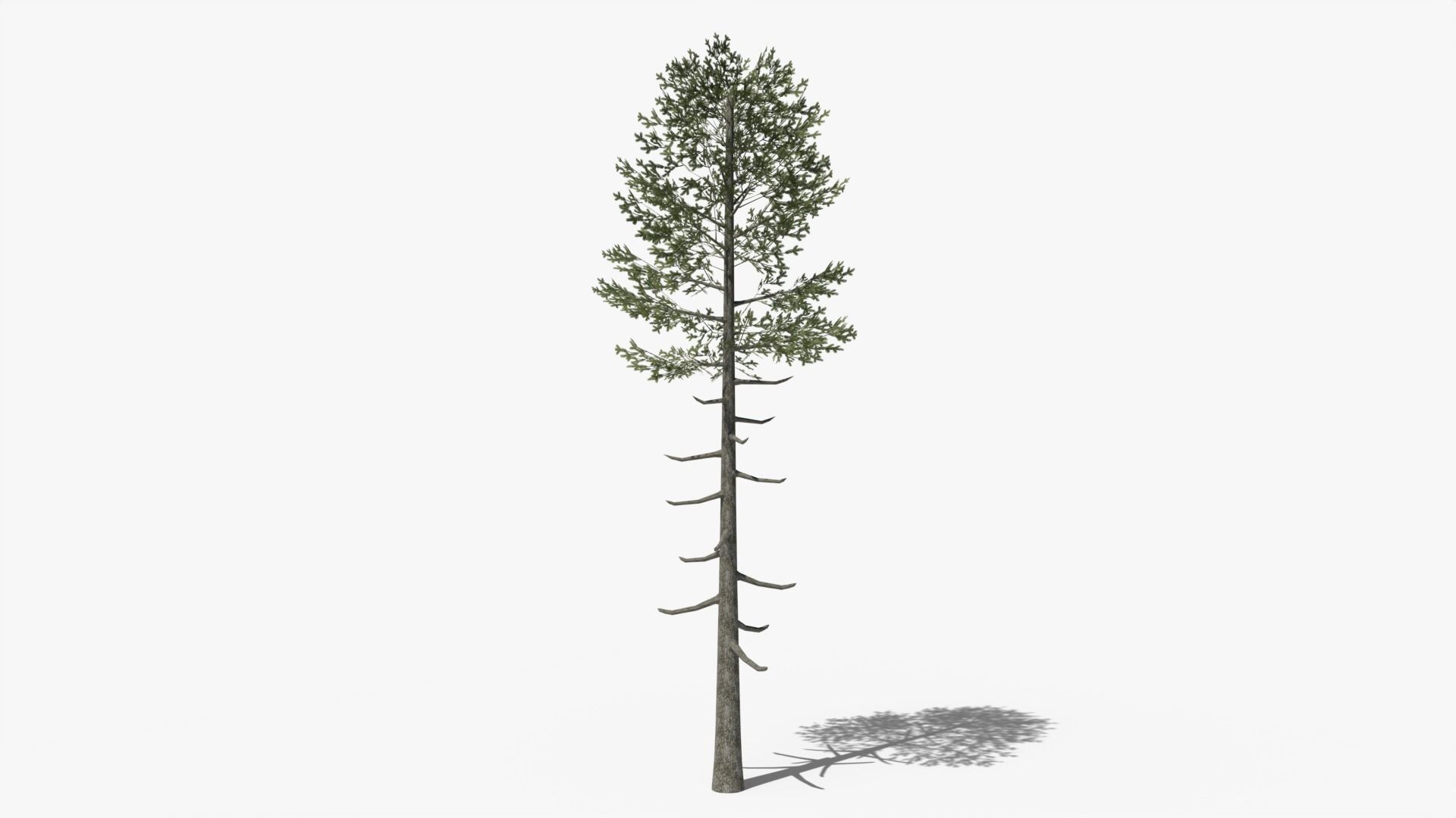 Lowpoly Pine v6 Low-poly 3D model_1
