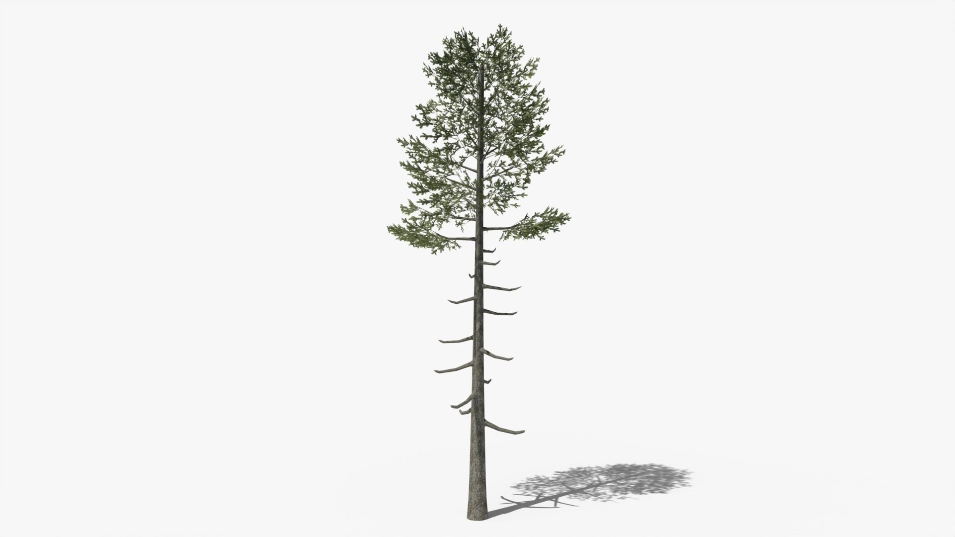 Lowpoly Pine v6 Low-poly 3D model_2