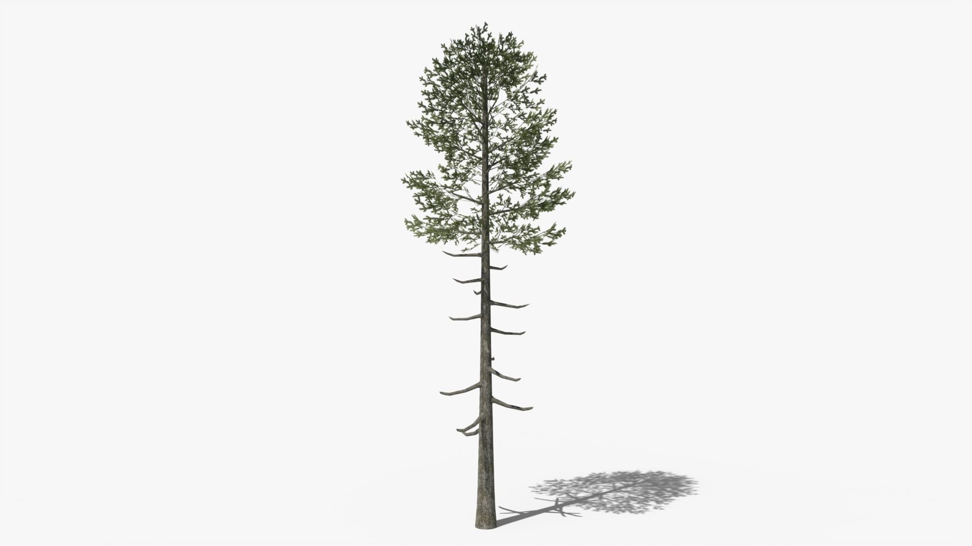 Lowpoly Pine v6 Low-poly 3D model_4