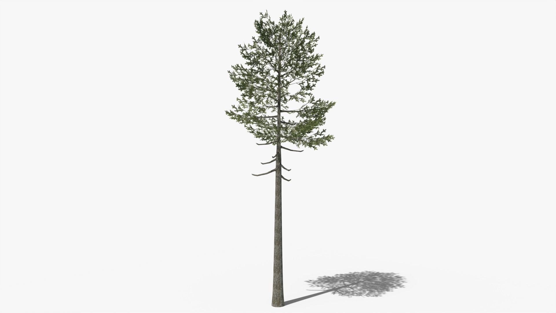 Lowpoly Pine v7 Low-poly 3D model_3