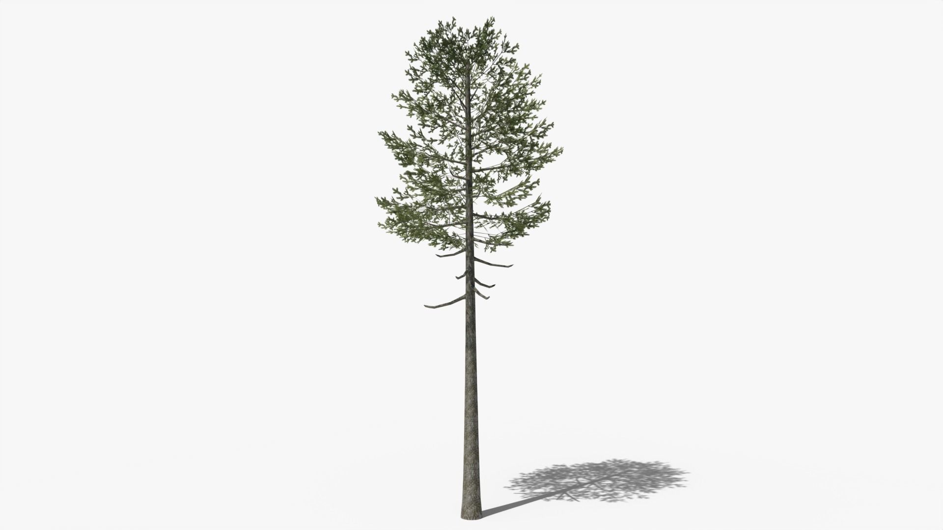 Lowpoly Pine v7 Low-poly 3D model_5