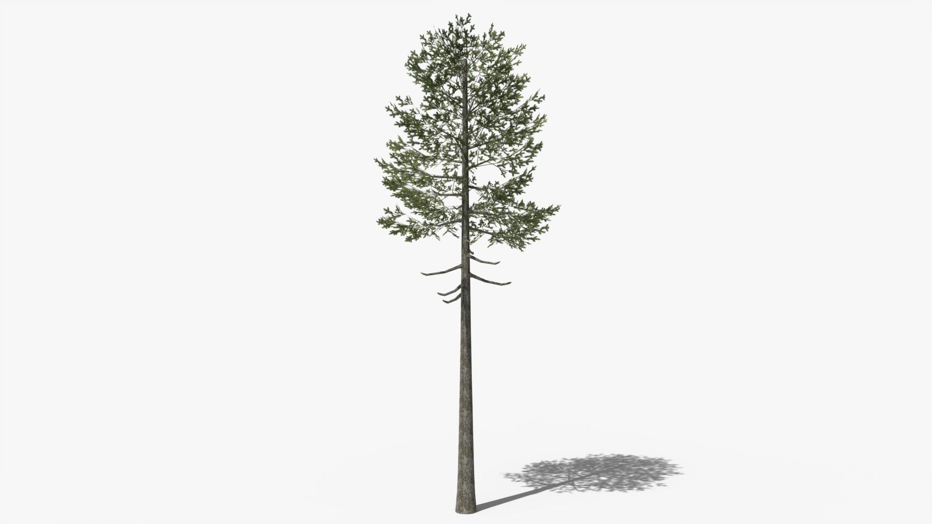 Lowpoly Pine v7 Low-poly 3D model_4