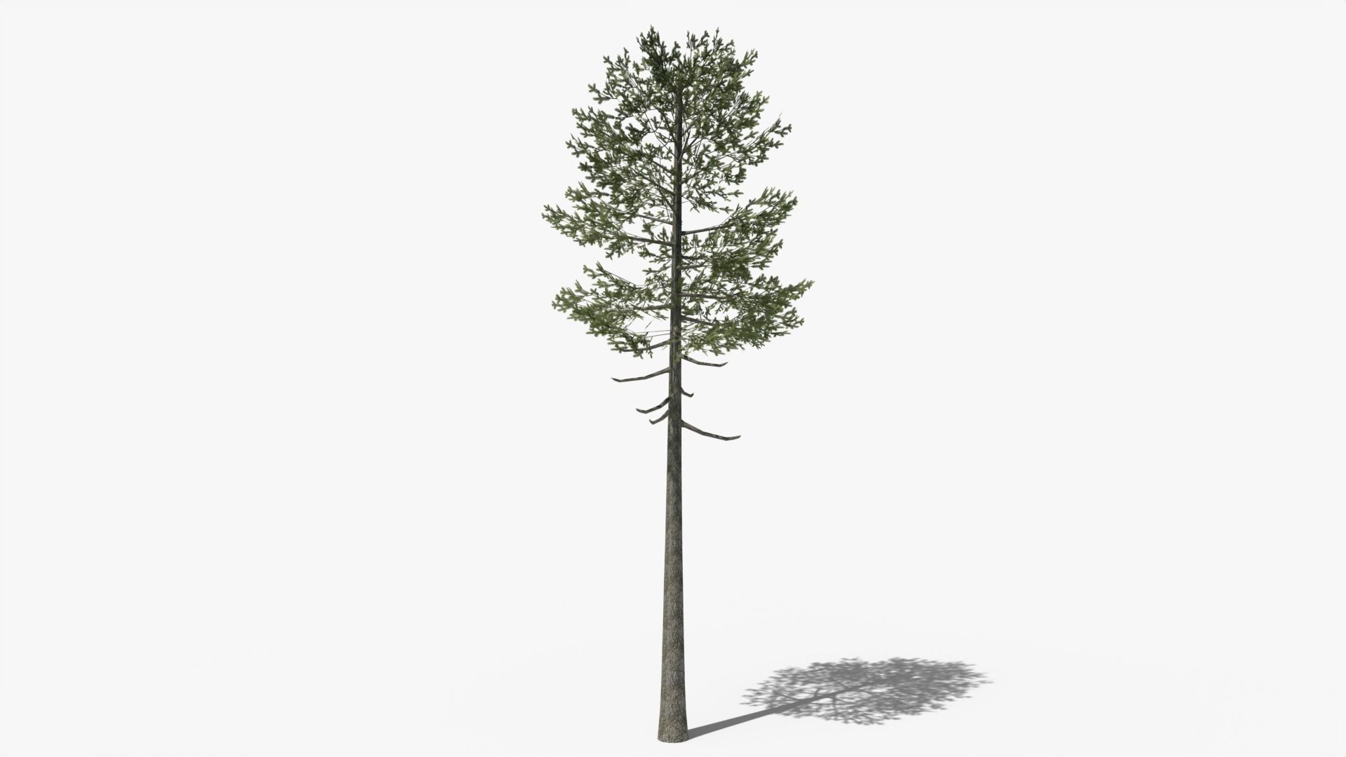 Lowpoly Pine v7 Low-poly 3D model_2
