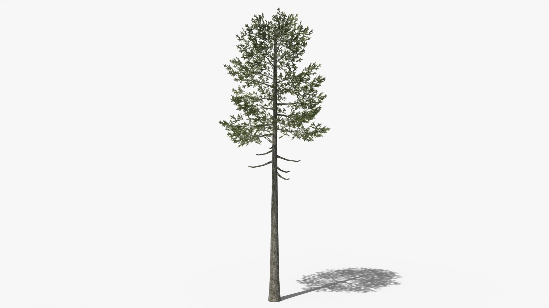 Lowpoly Pine v7 Low-poly 3D model_1
