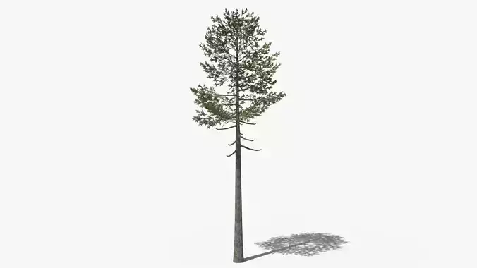 Lowpoly Pine v7 Low-poly 3D model