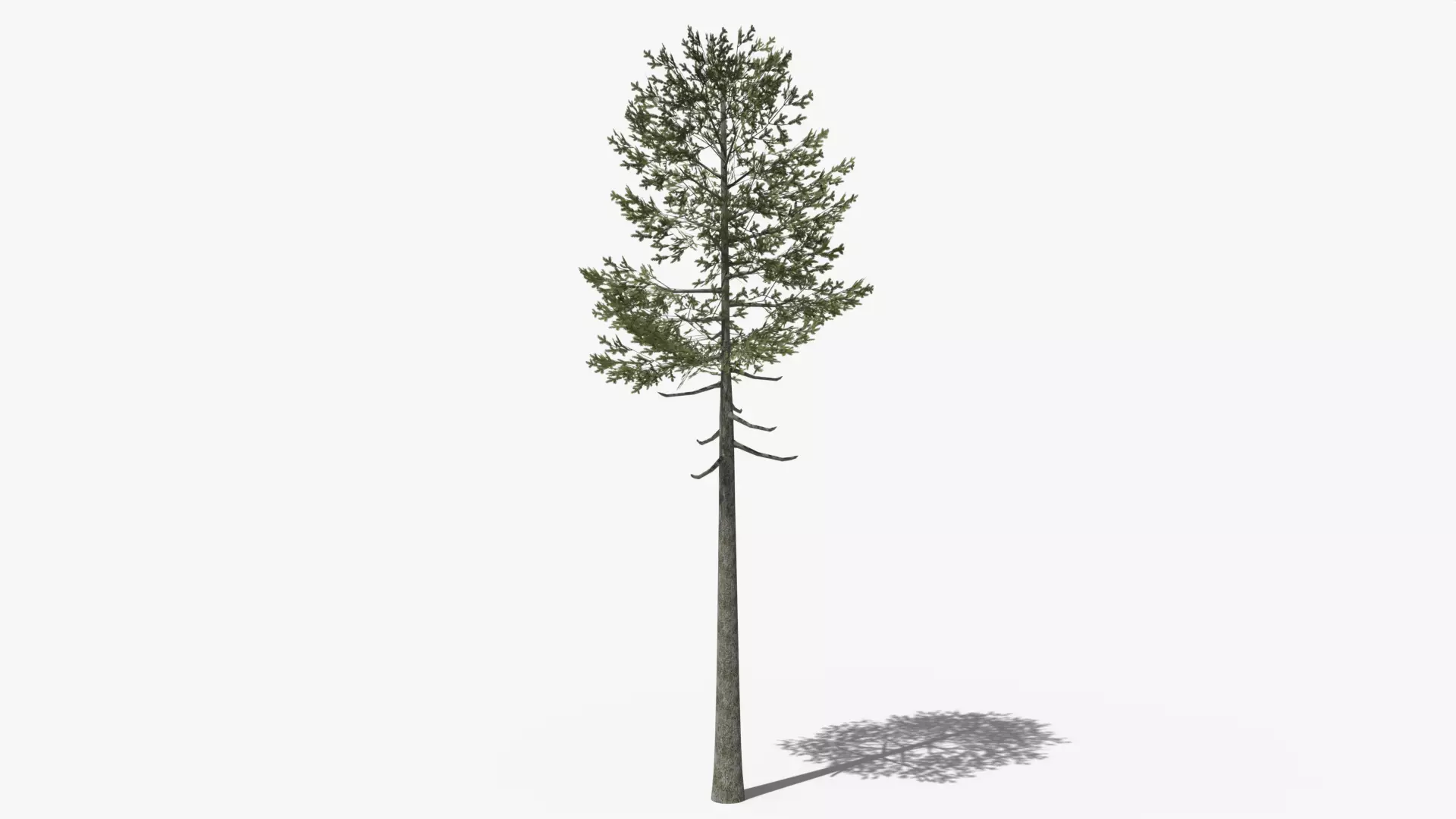Lowpoly Pine v7 Low-poly 3D model_0