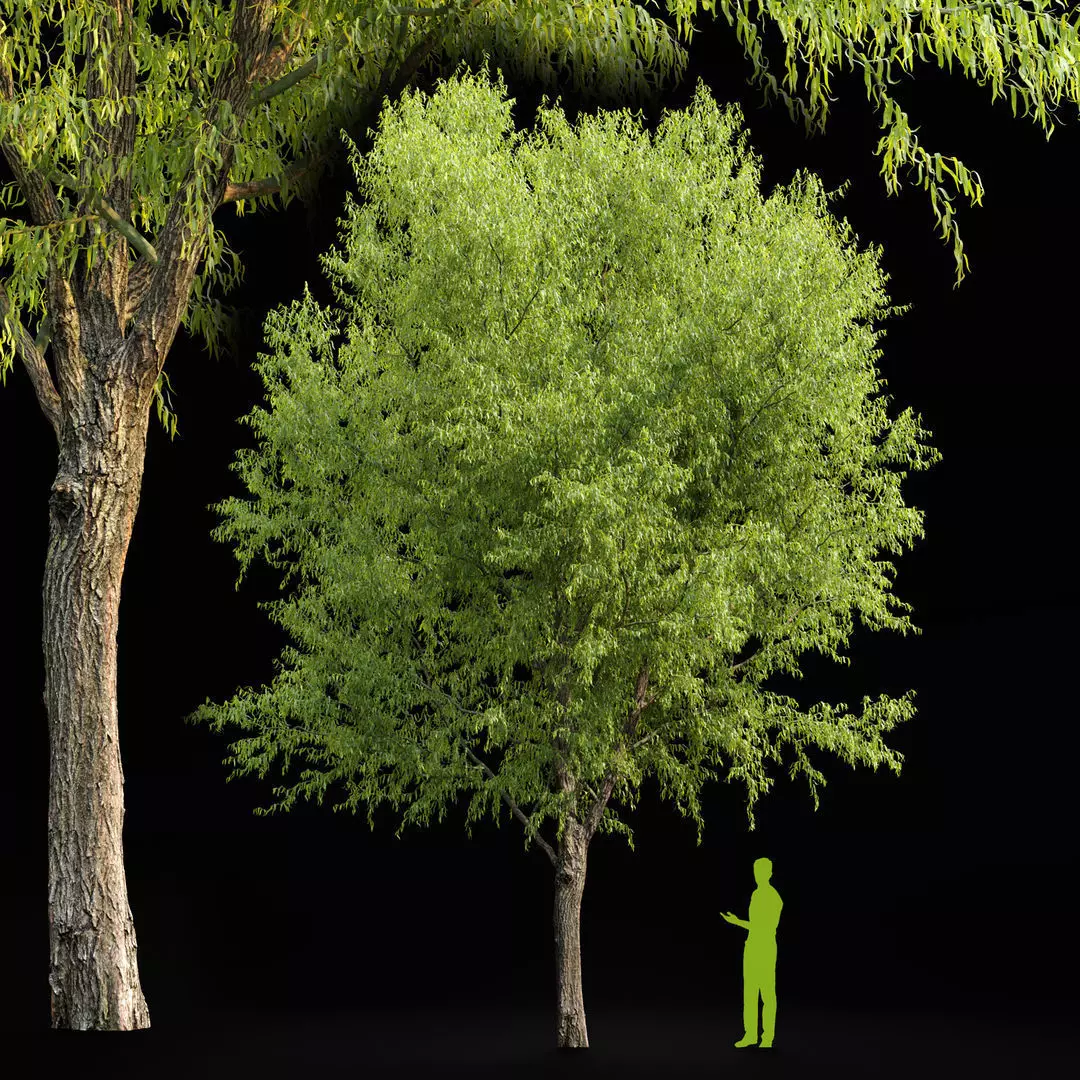 Ash Fraxinus 3 3D model_0