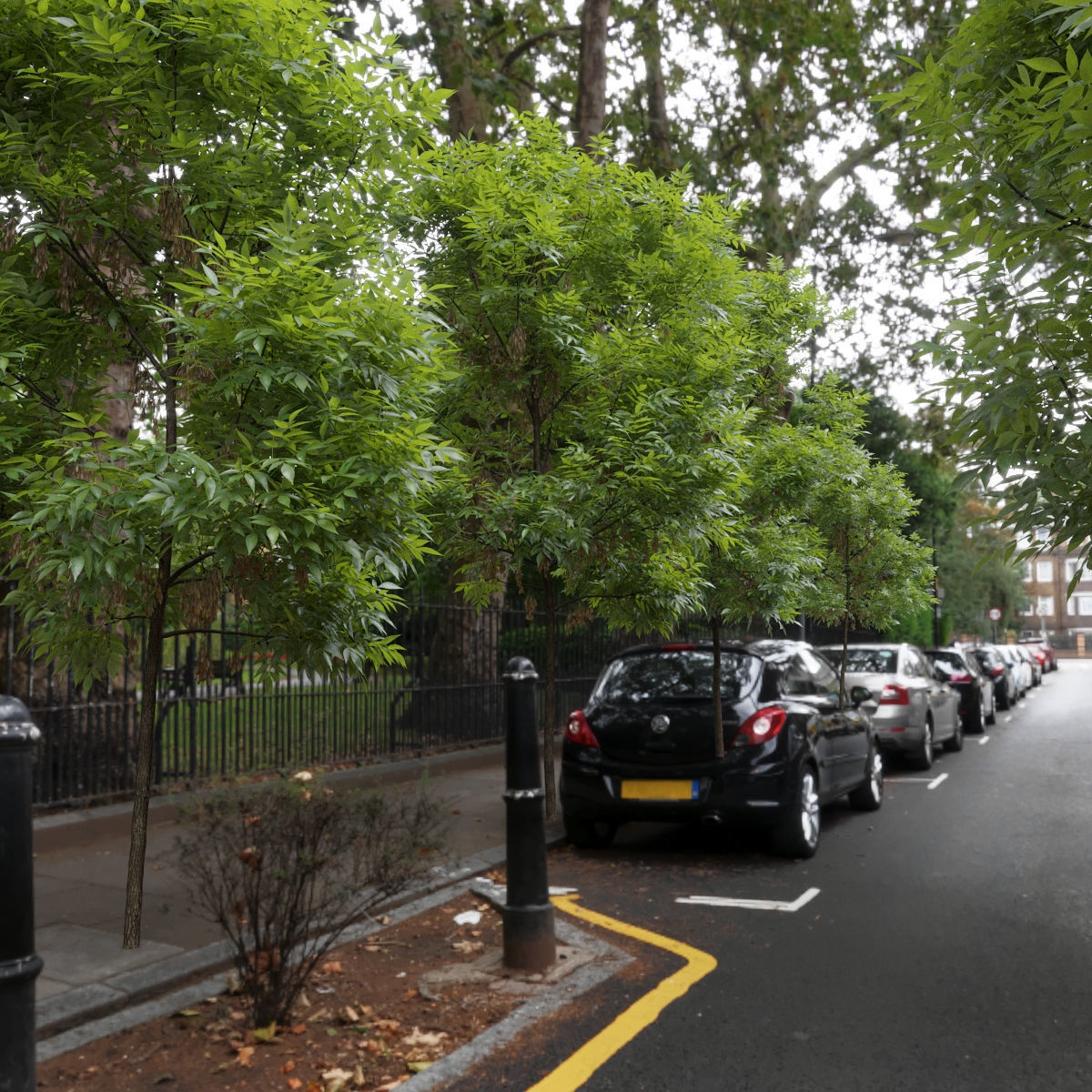 Ash Fraxinus 3 3D model_4