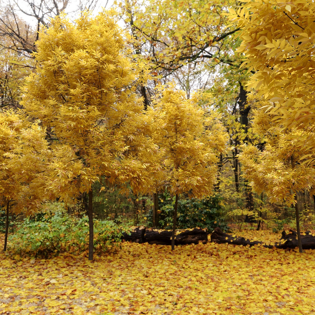 Ash Fraxinus 3 3D model_5