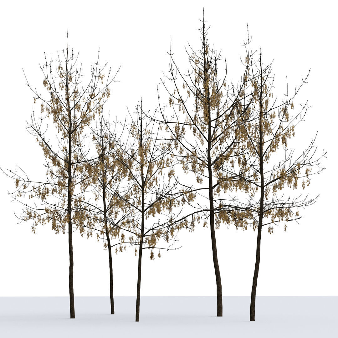 Ash Fraxinus 3 3D model_1