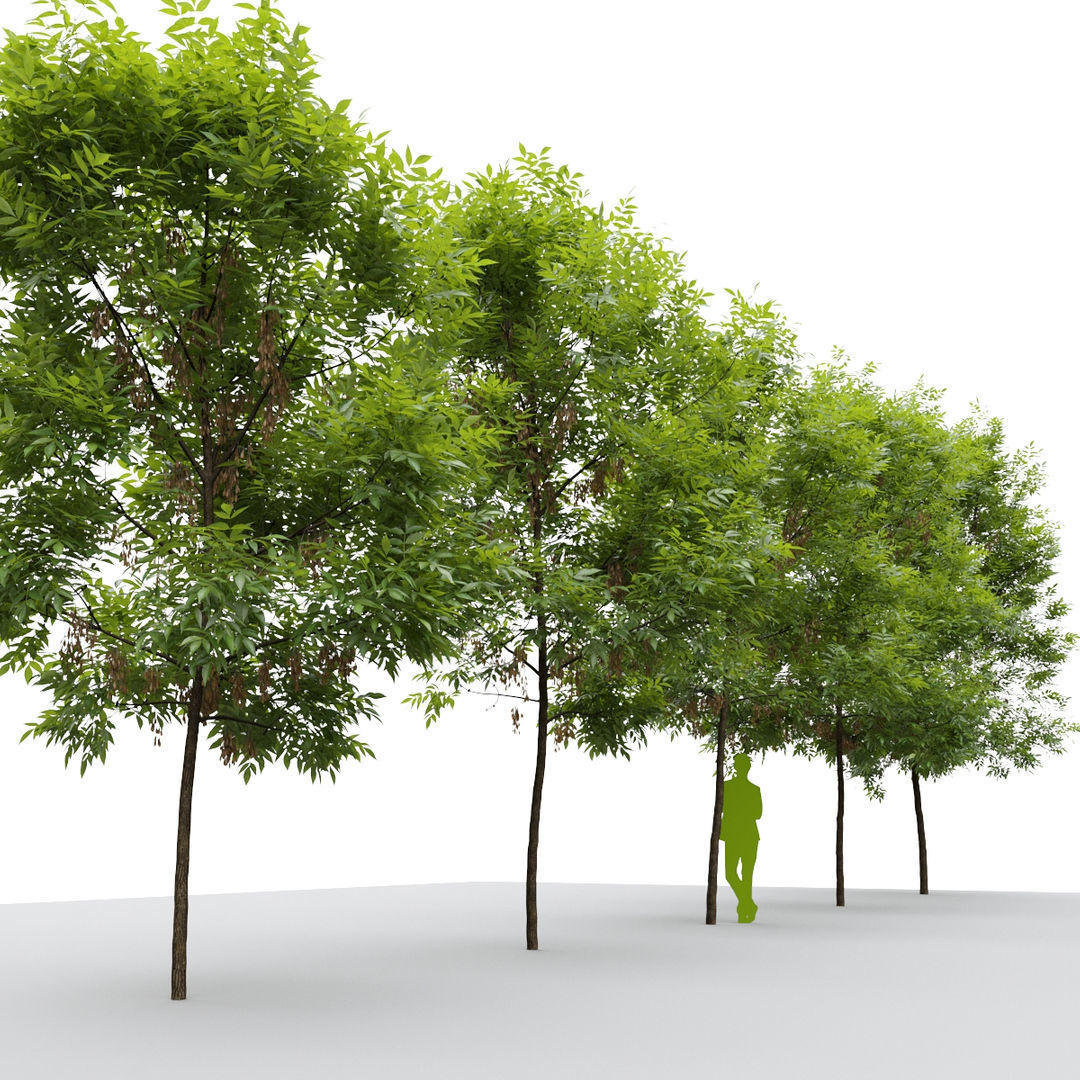 Ash Fraxinus 3 3D model_9