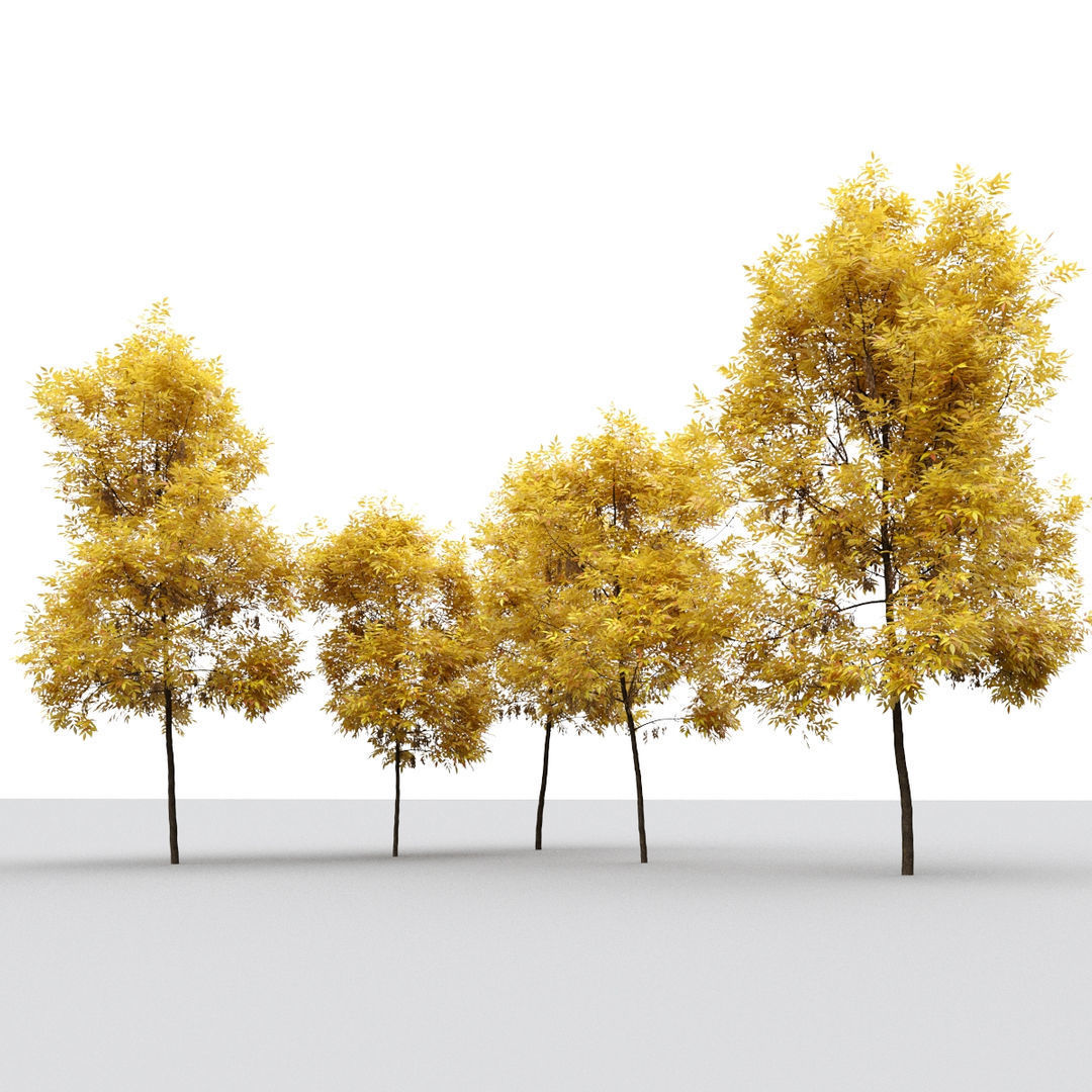 Ash Fraxinus 3 3D model_10
