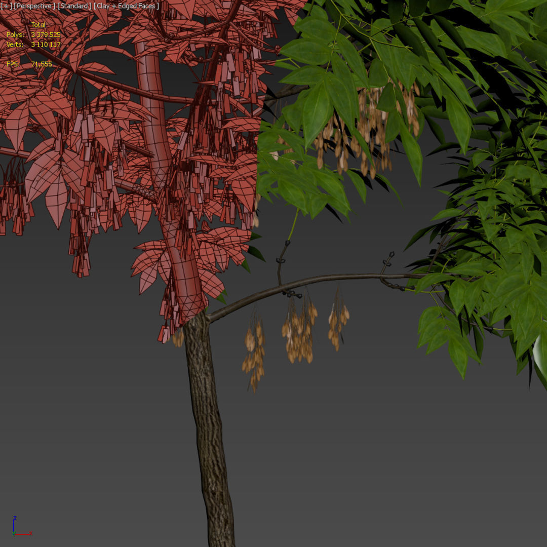 Ash Fraxinus 3 3D model_8