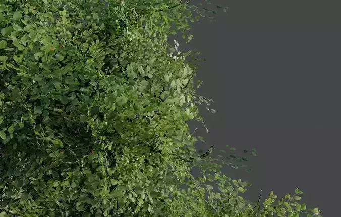 Realistic Tree 3D model