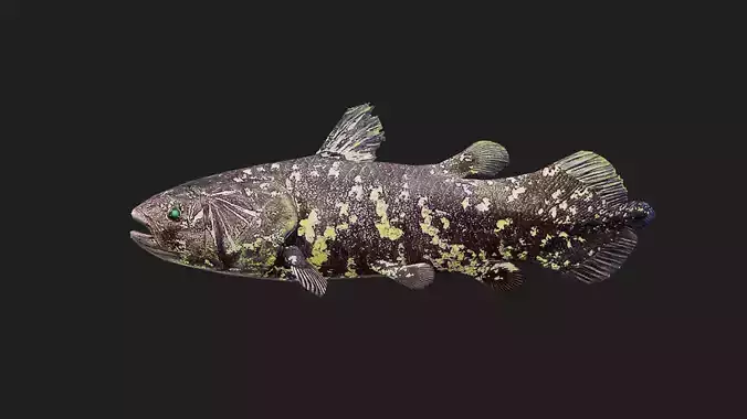 Coelacanth
