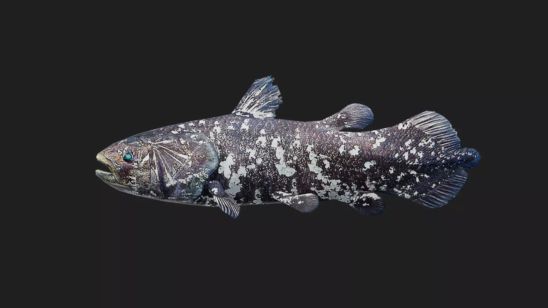 Coelacanth Low-poly 3D model