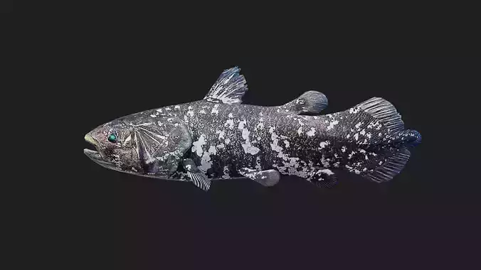 Coelacanth