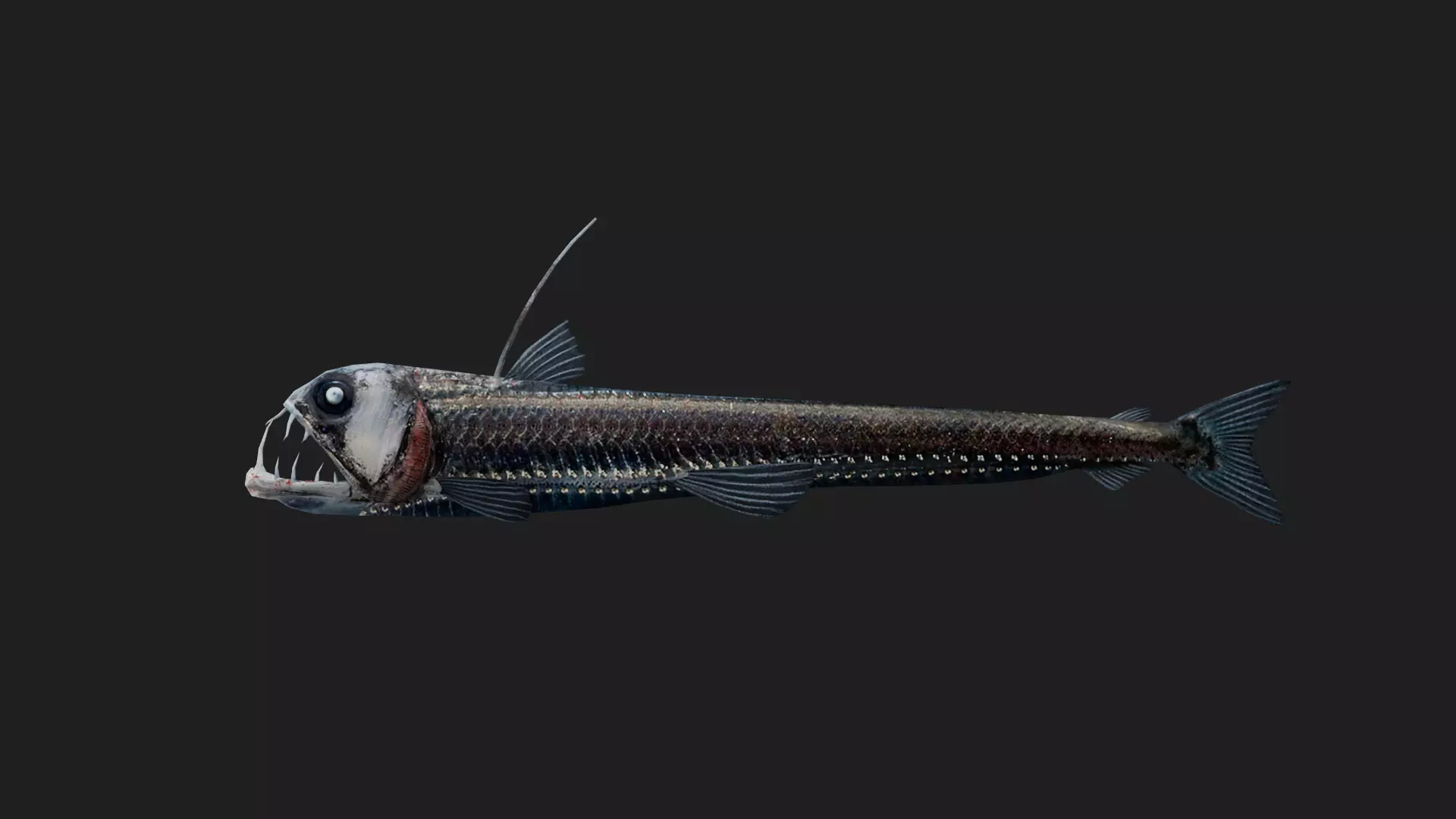 Viperfish Low-poly 3D model_0