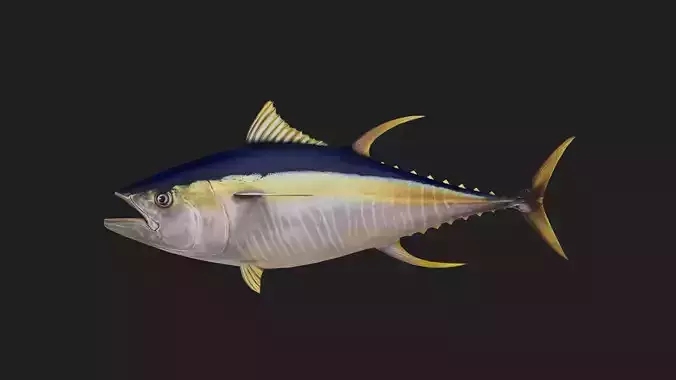 Yellowfintuna Low-poly 3D model