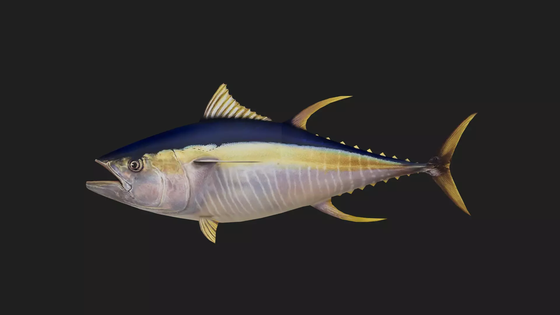 Yellowfintuna Low-poly 3D model_0