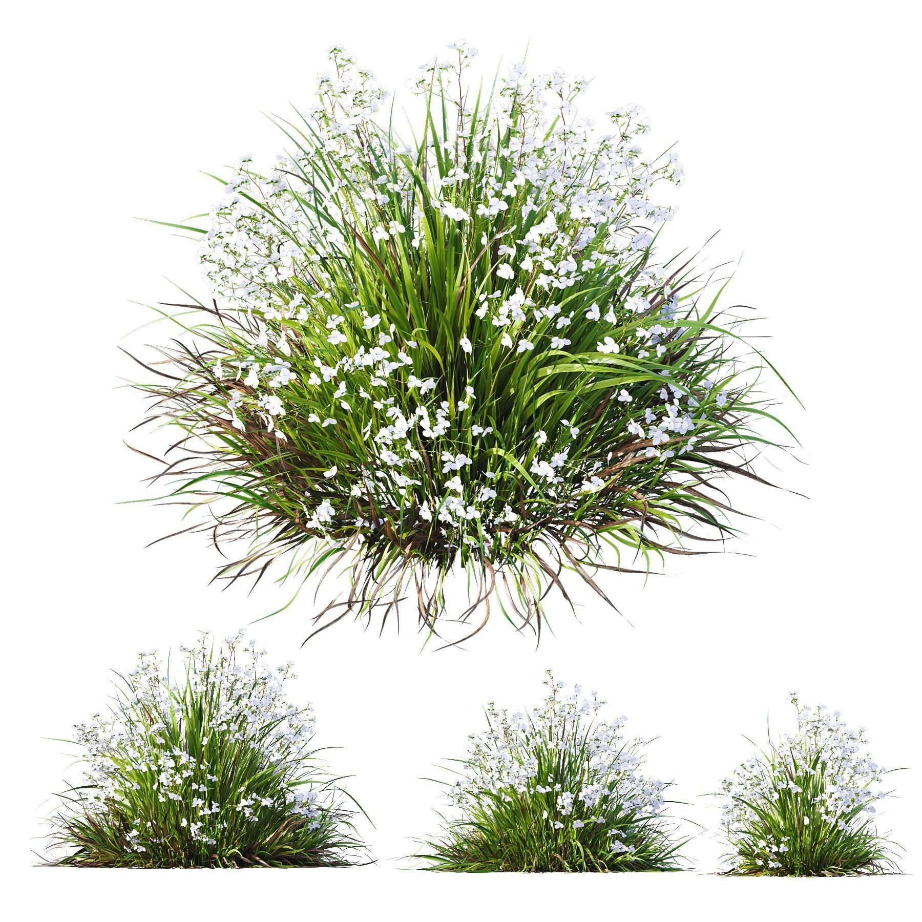 Plants Libertia Grandiflora Grass 3D model_1