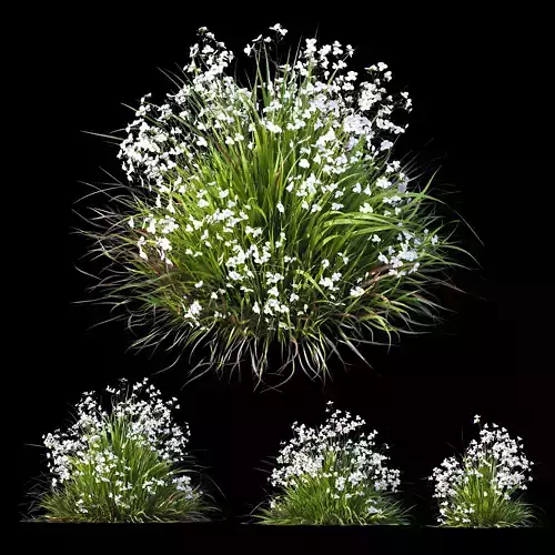 Plants Libertia Grandiflora Grass 3D model