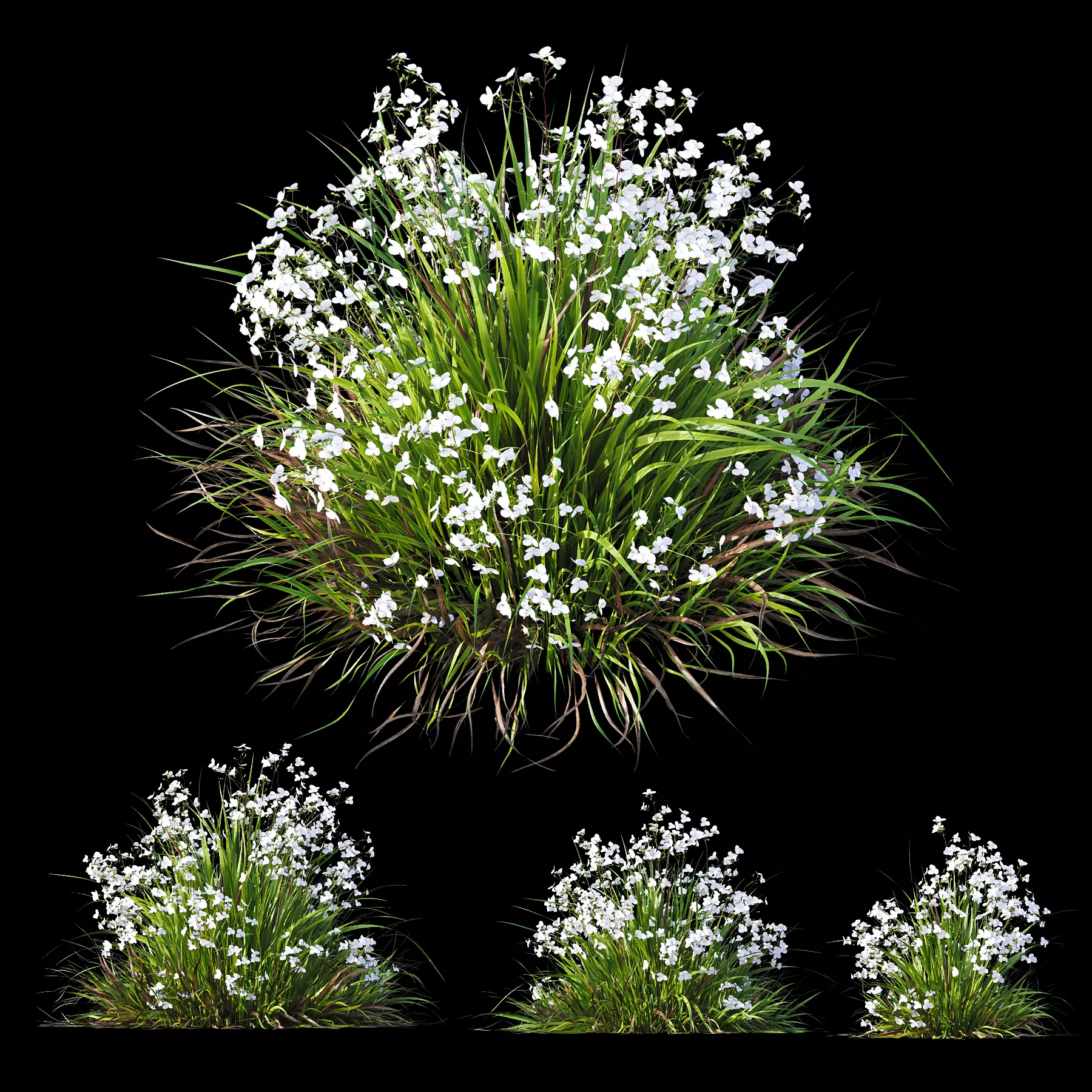 Plants Libertia Grandiflora Grass 3D model_0