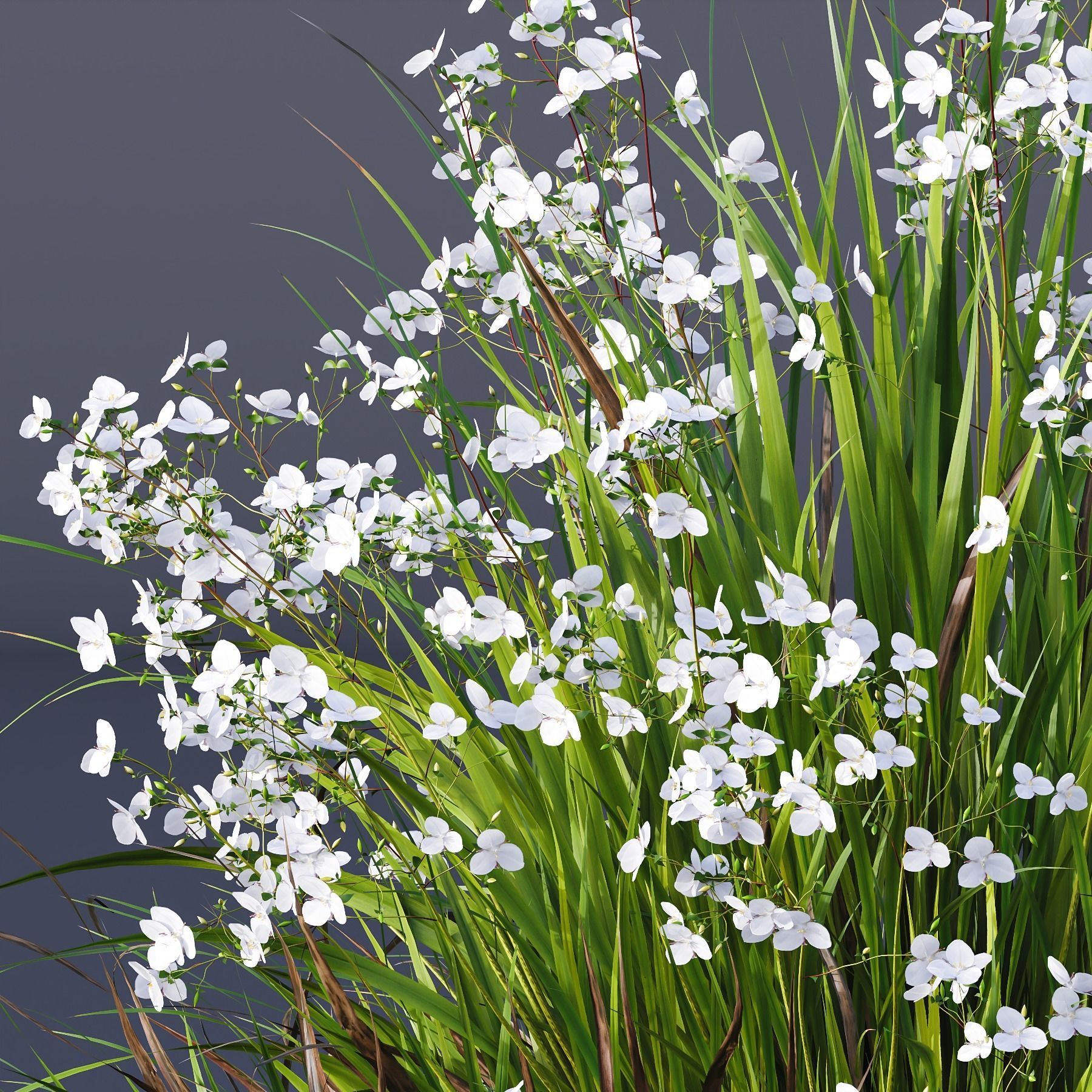 Plants Libertia Grandiflora Grass 3D model_4