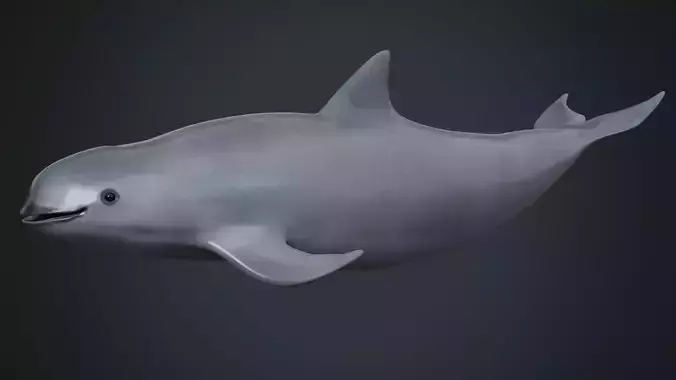 Vaquita Low-poly 3D model