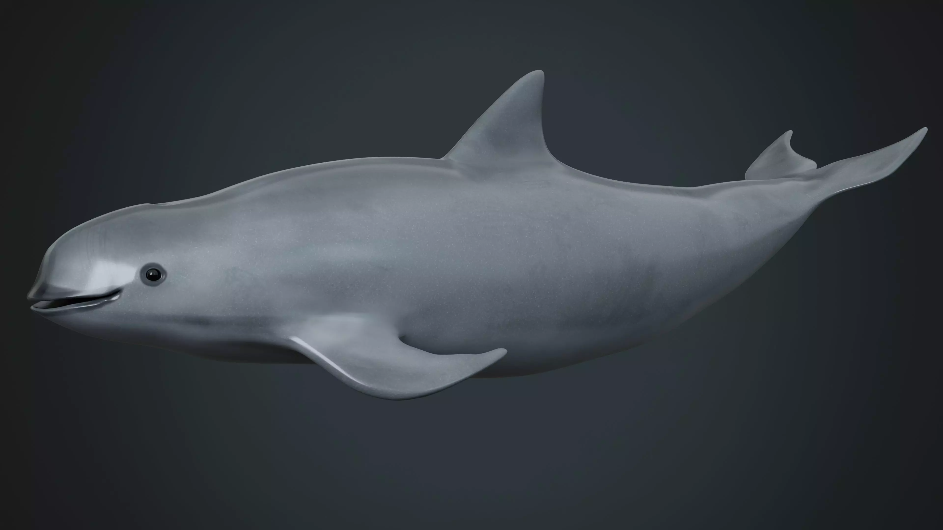 Vaquita Low-poly 3D model_0