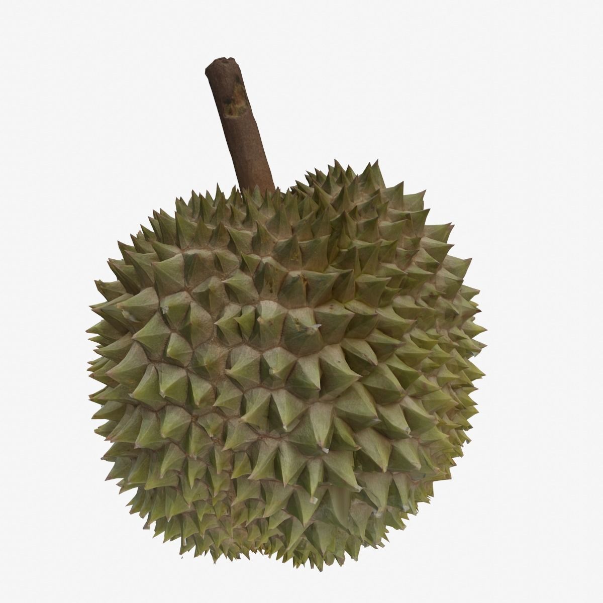 DURIAN Low-poly 3D model_1
