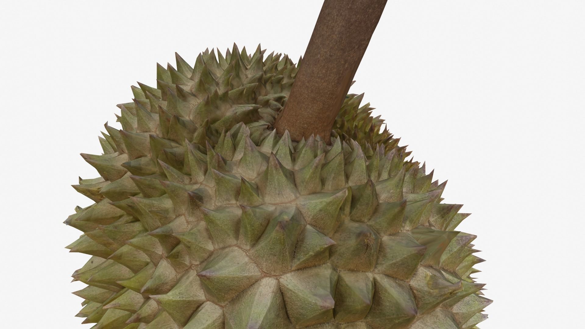 DURIAN Low-poly 3D model_7