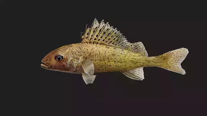 Ruffe Low-poly 3D model