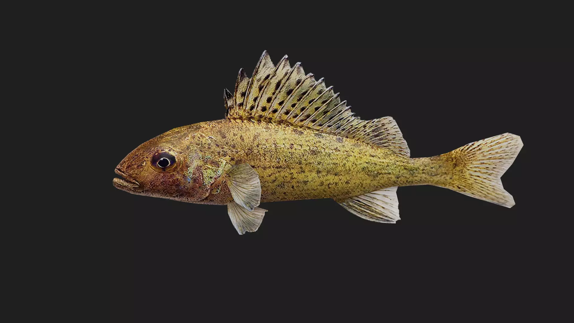 Ruffe Low-poly 3D model
