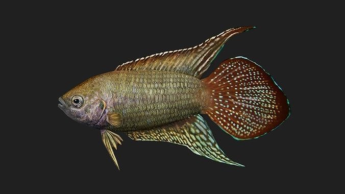 Roundtailparadisefish Low-poly 3D model