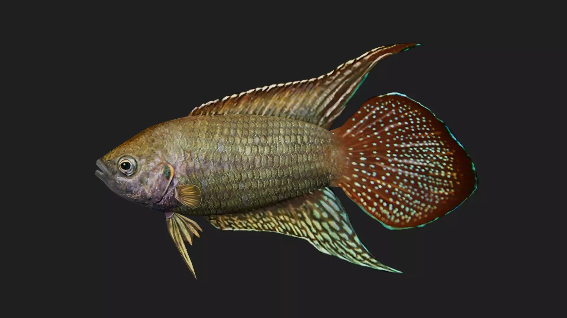 Roundtailparadisefish Low-poly 3D model