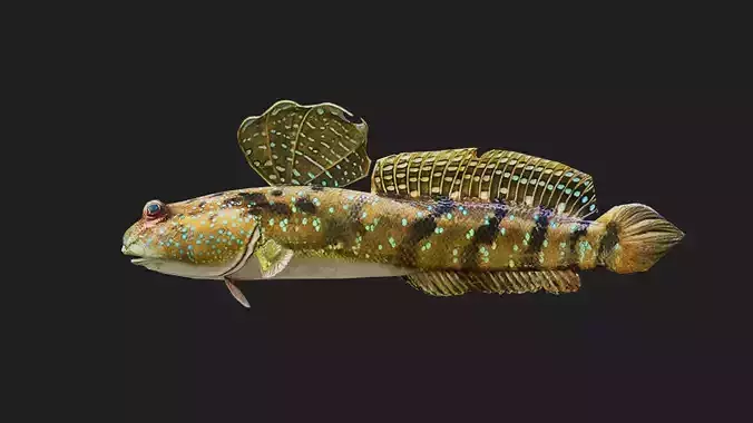 Mudskipper Low-poly 3D model