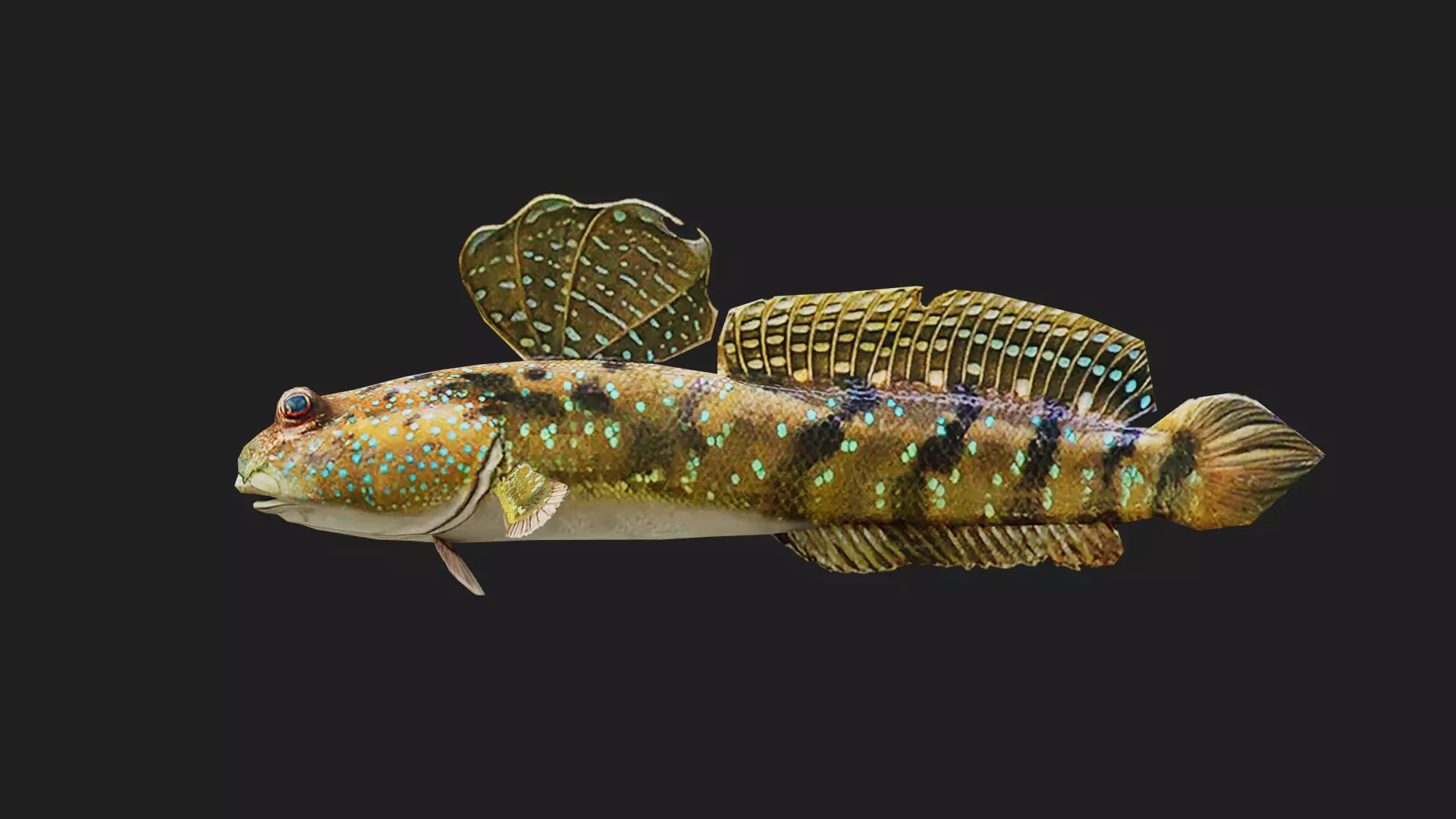 Mudskipper Low-poly 3D model_0