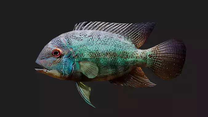 Parrotcichlid