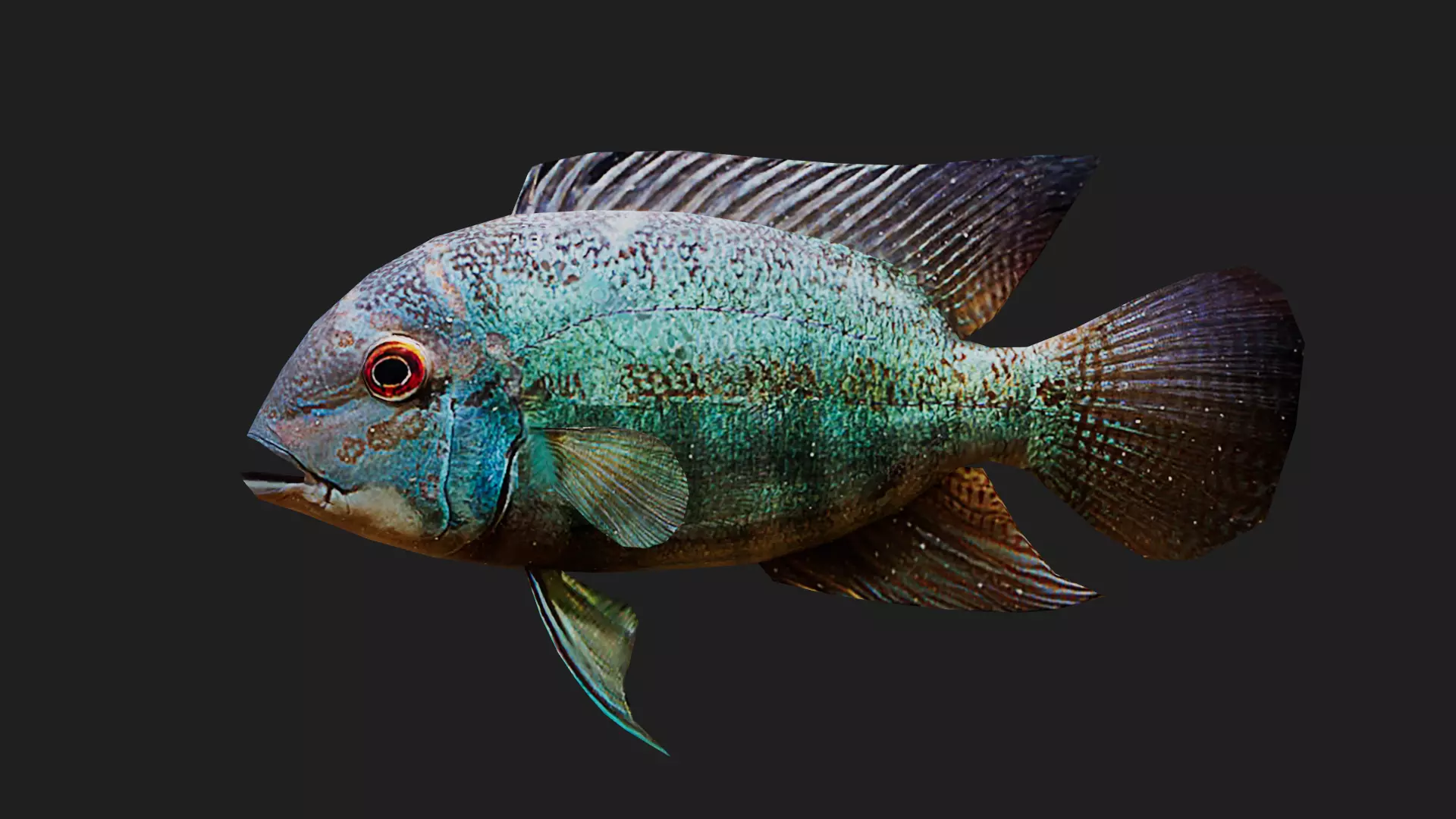 Parrotcichlid Low-poly 3D model_0