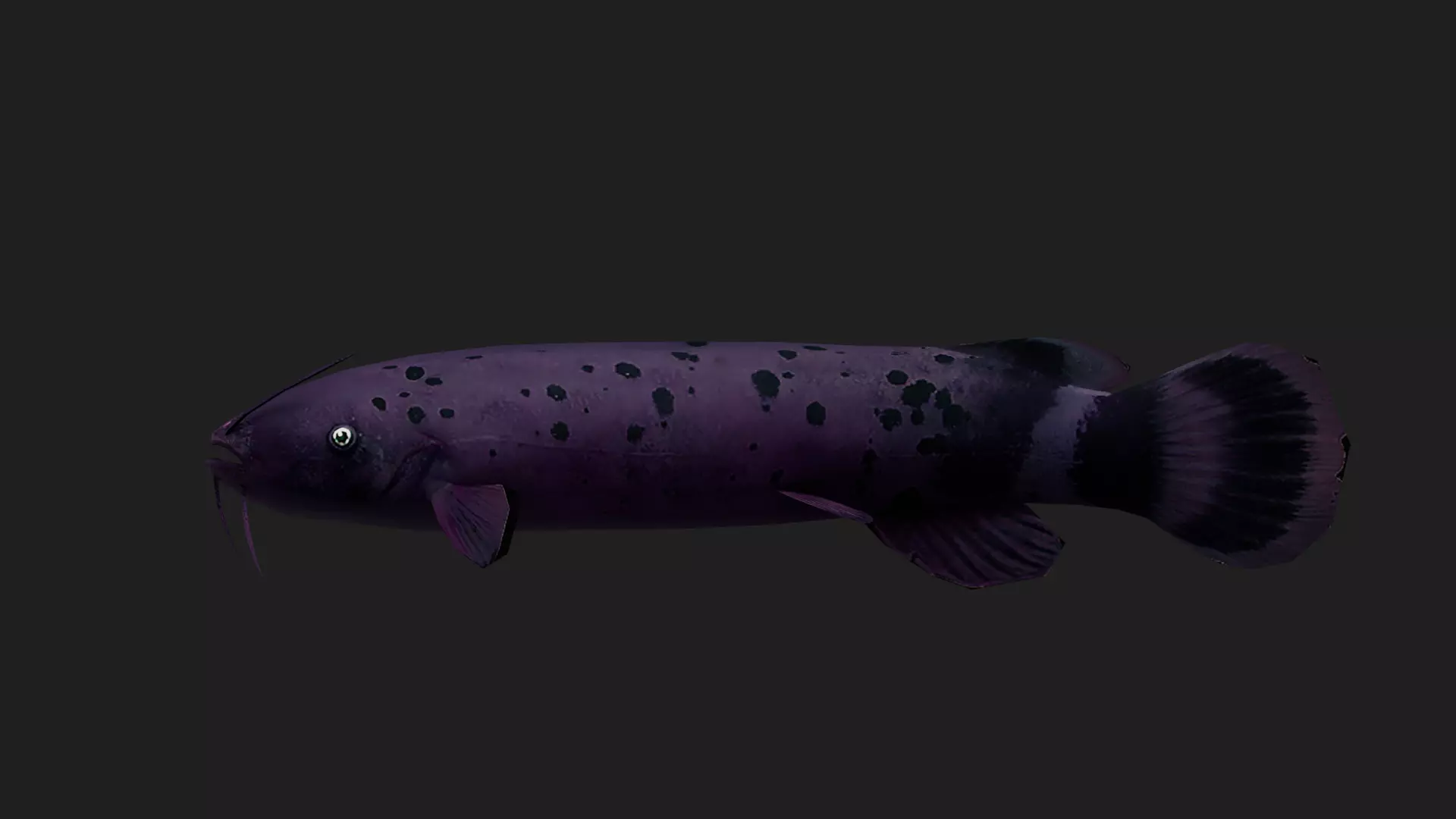 Electriccatfish Low-poly 3D model