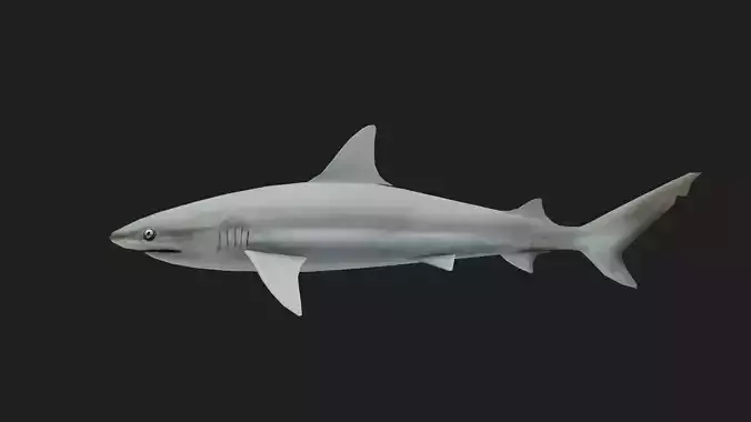 Blacknoseshark Low-poly 3D model