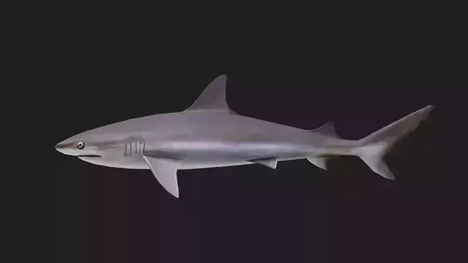 Blacknoseshark