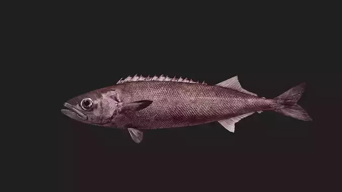 Oilfish Low-poly 3D model