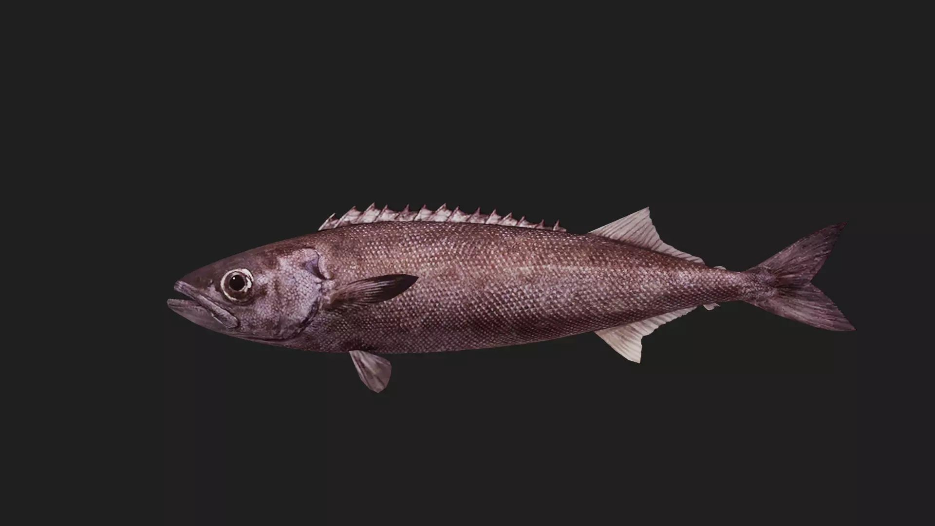 Oilfish Low-poly 3D model_0