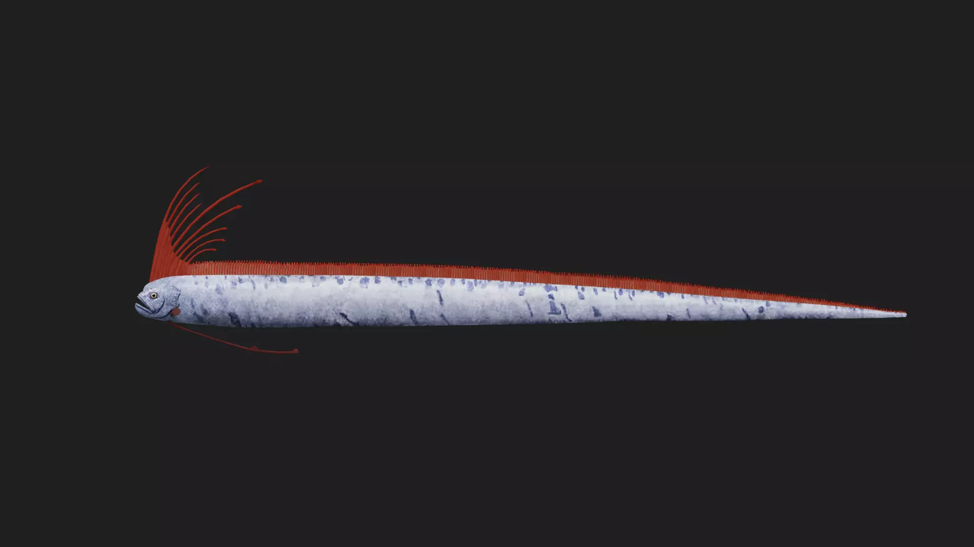 Giantoarfish Low-poly 3D model_0