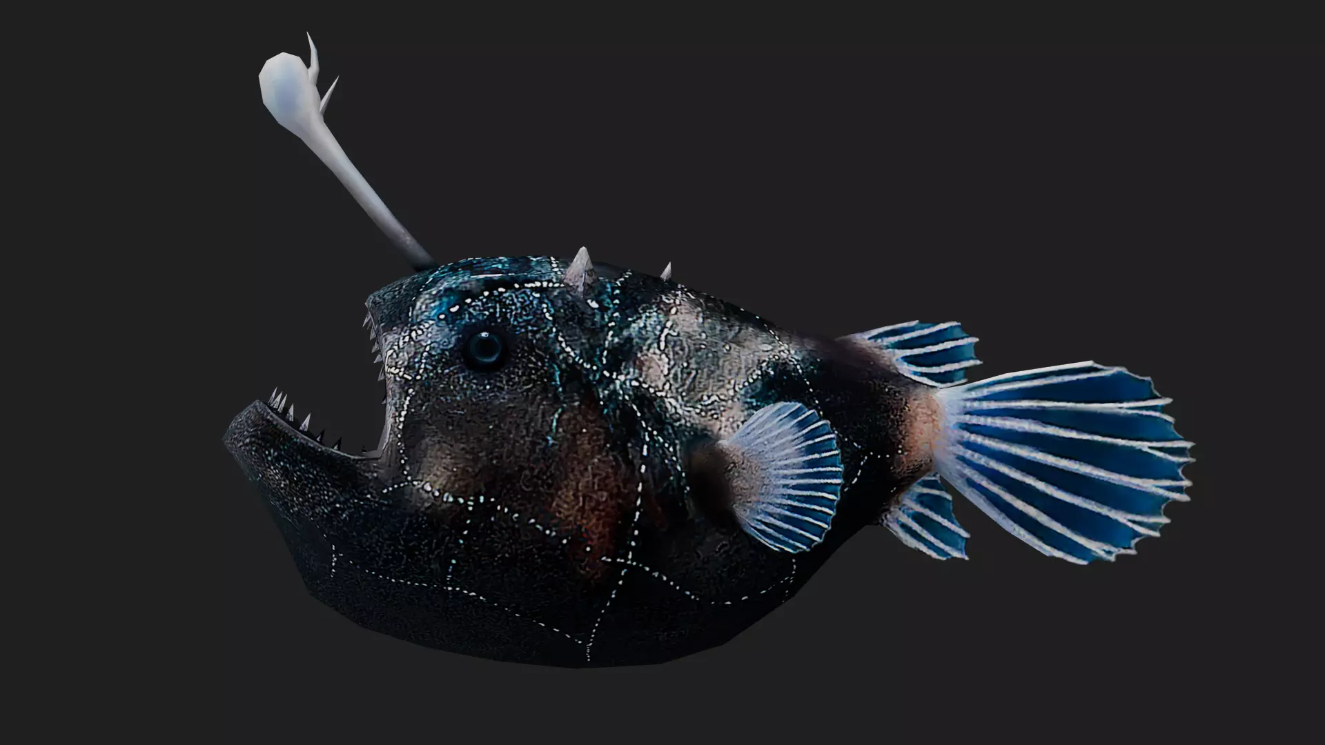 Monkfish Low-poly 3D model_0