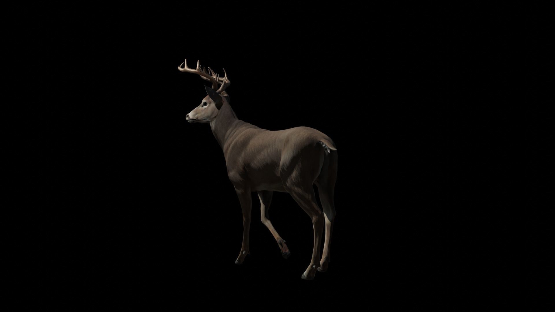 Deer lowpoly Textured 3D model_3