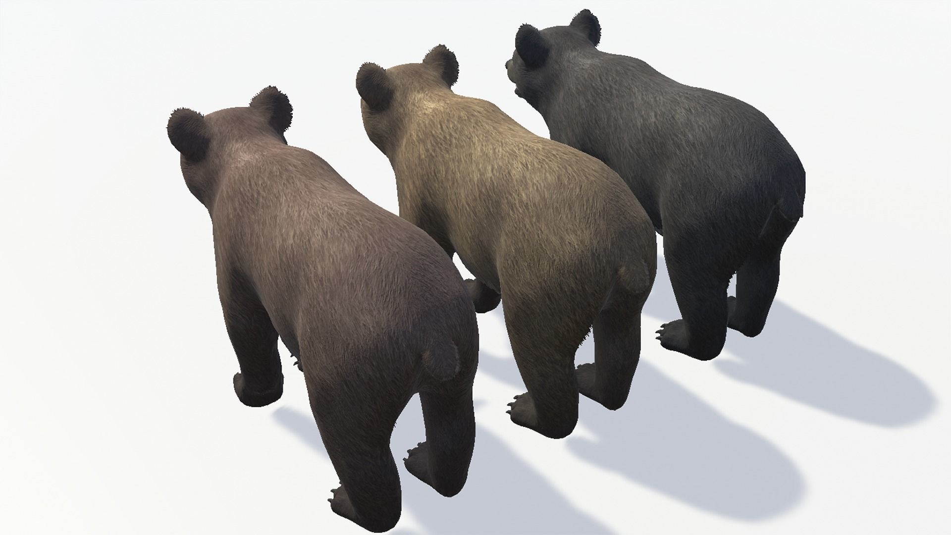BEAR - CUB Low-poly 3D model_12
