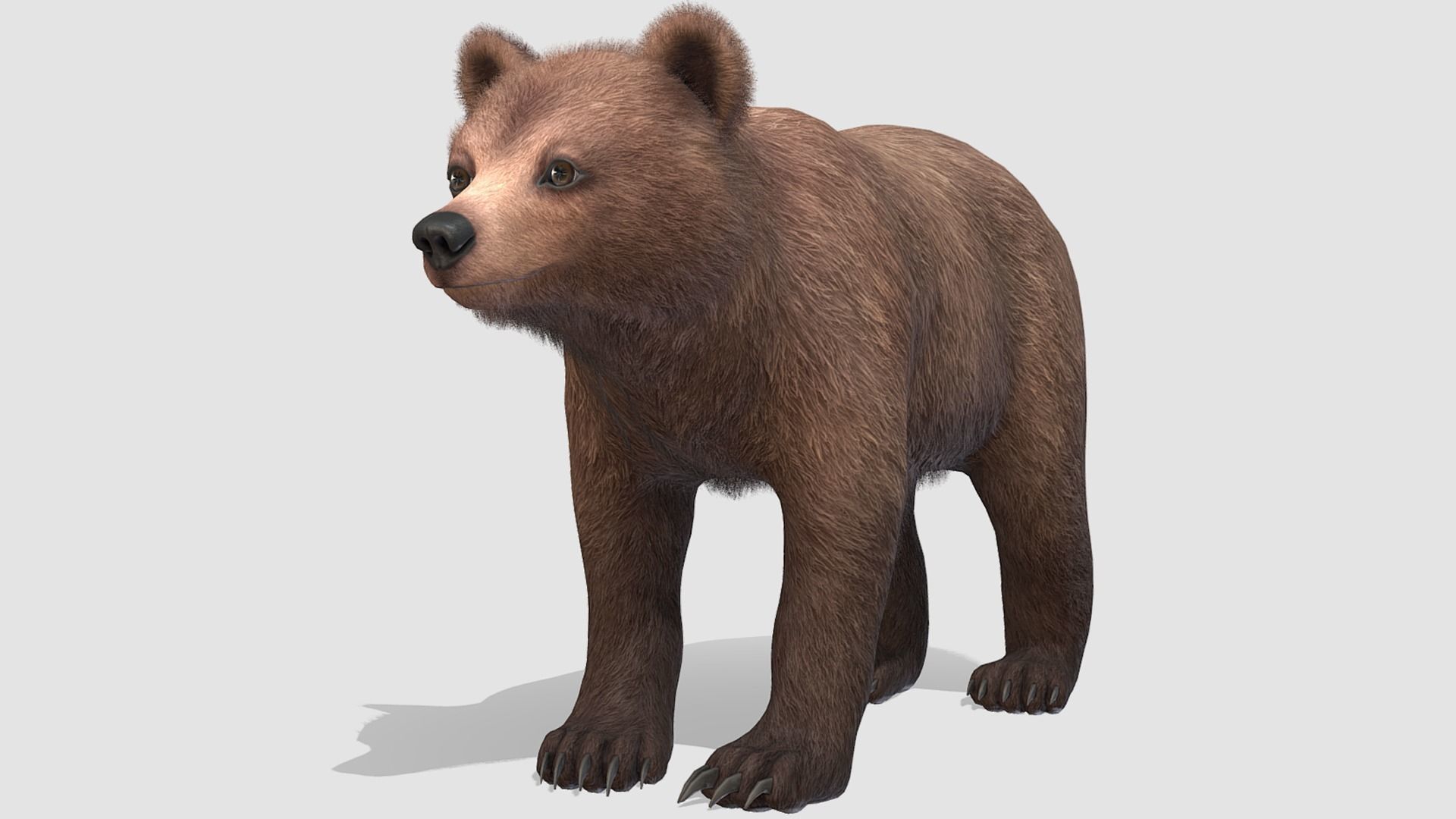 BEAR - CUB Low-poly 3D model_2